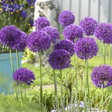 Allium aflutunense - 6 Bulbs - Dandys Landscape Supplies