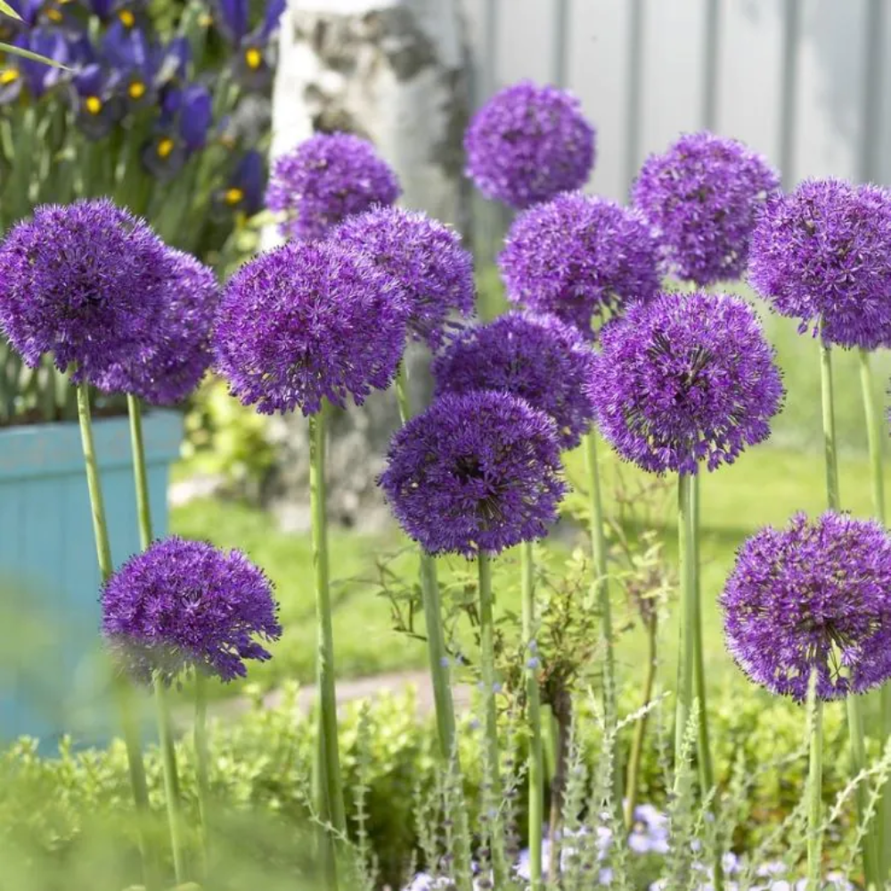 Allium aflutunense - 6 Bulbs - Dandys Landscape Supplies