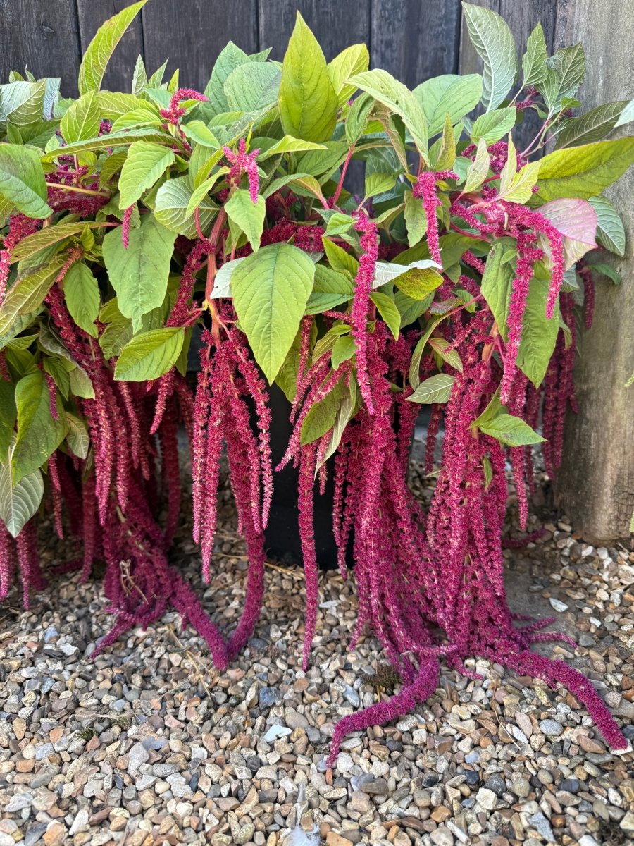 Amaranthus Red (Love-Lies-Bleeding) - Dandys Landscape Supplies