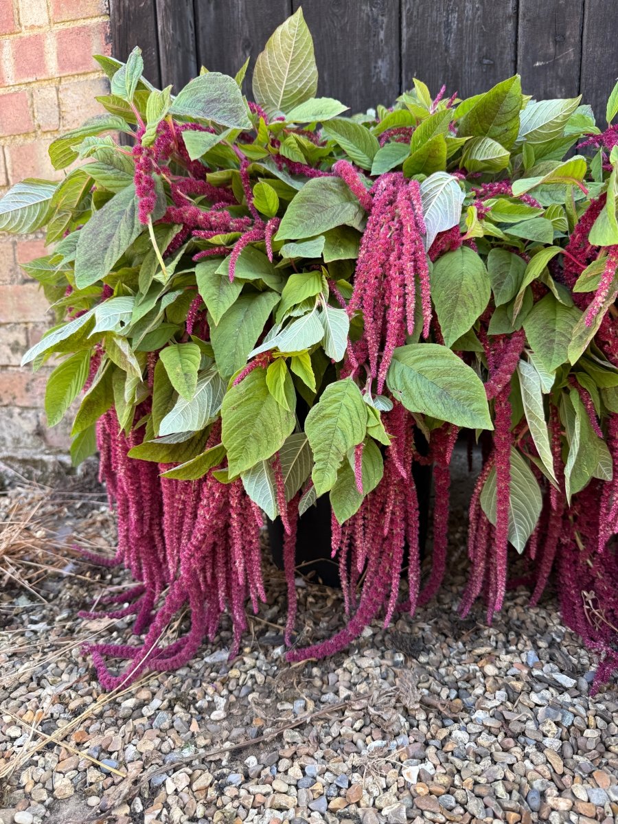 Amaranthus Red (Love-Lies-Bleeding) - Dandys Landscape Supplies