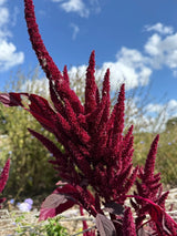 Amaranthus Red (Love - Lies - Bleeding) Seeds - Dandys Landscape Supplies