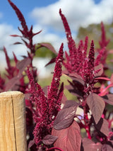 Amaranthus Red (Love - Lies - Bleeding) Seeds - Dandys Landscape Supplies