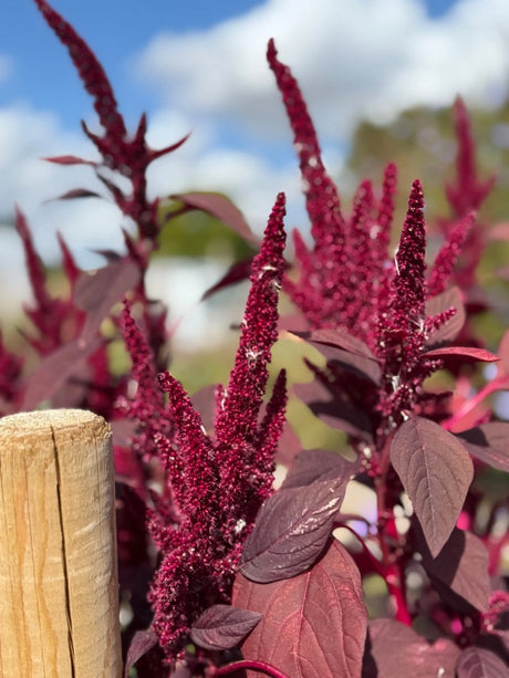 Amaranthus Red (Love - Lies - Bleeding) Seeds - Dandys Landscape Supplies