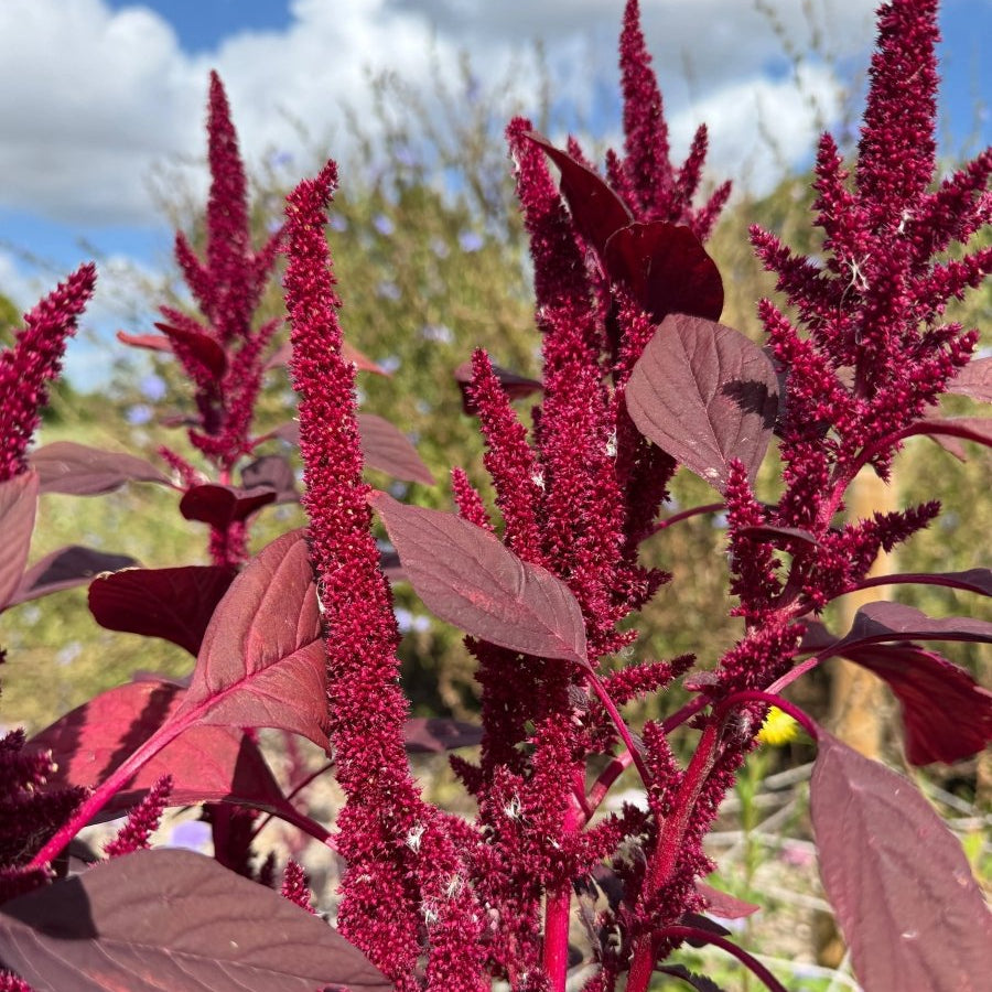 Amaranthus Red (Love - Lies - Bleeding) Seeds - Dandys Landscape Supplies