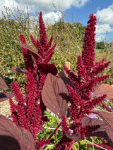 Amaranthus Red (Love - Lies - Bleeding) Seeds - Dandys Landscape Supplies
