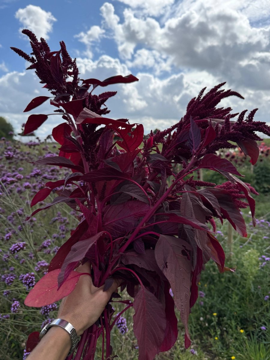 Amaranthus Red (Love - Lies - Bleeding) Seeds - Dandys Landscape Supplies