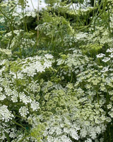Ammi majus - Dandys Landscape Supplies