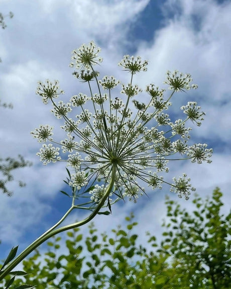 Ammi majus - Dandys Landscape Supplies