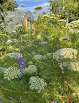 Ammi majus - Dandys Landscape Supplies