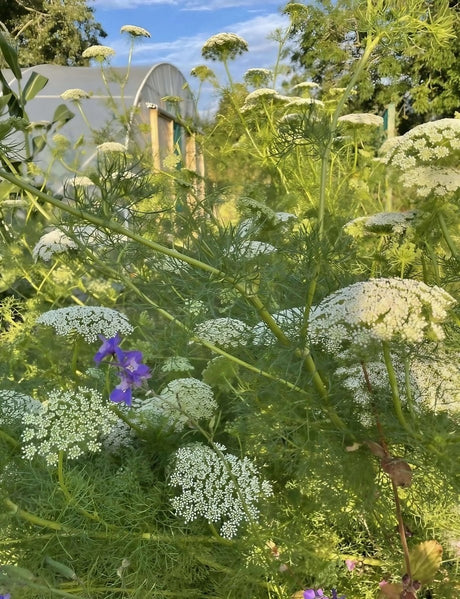 Ammi majus - Dandys Landscape Supplies