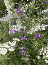 Ammi majus - Dandys Landscape Supplies