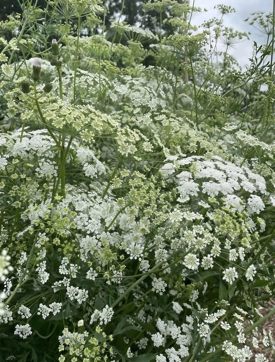 Ammi majus - Dandys Landscape Supplies