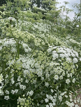 Ammi majus - Dandys Landscape Supplies