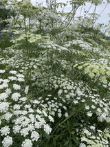 Ammi majus - Dandys Landscape Supplies