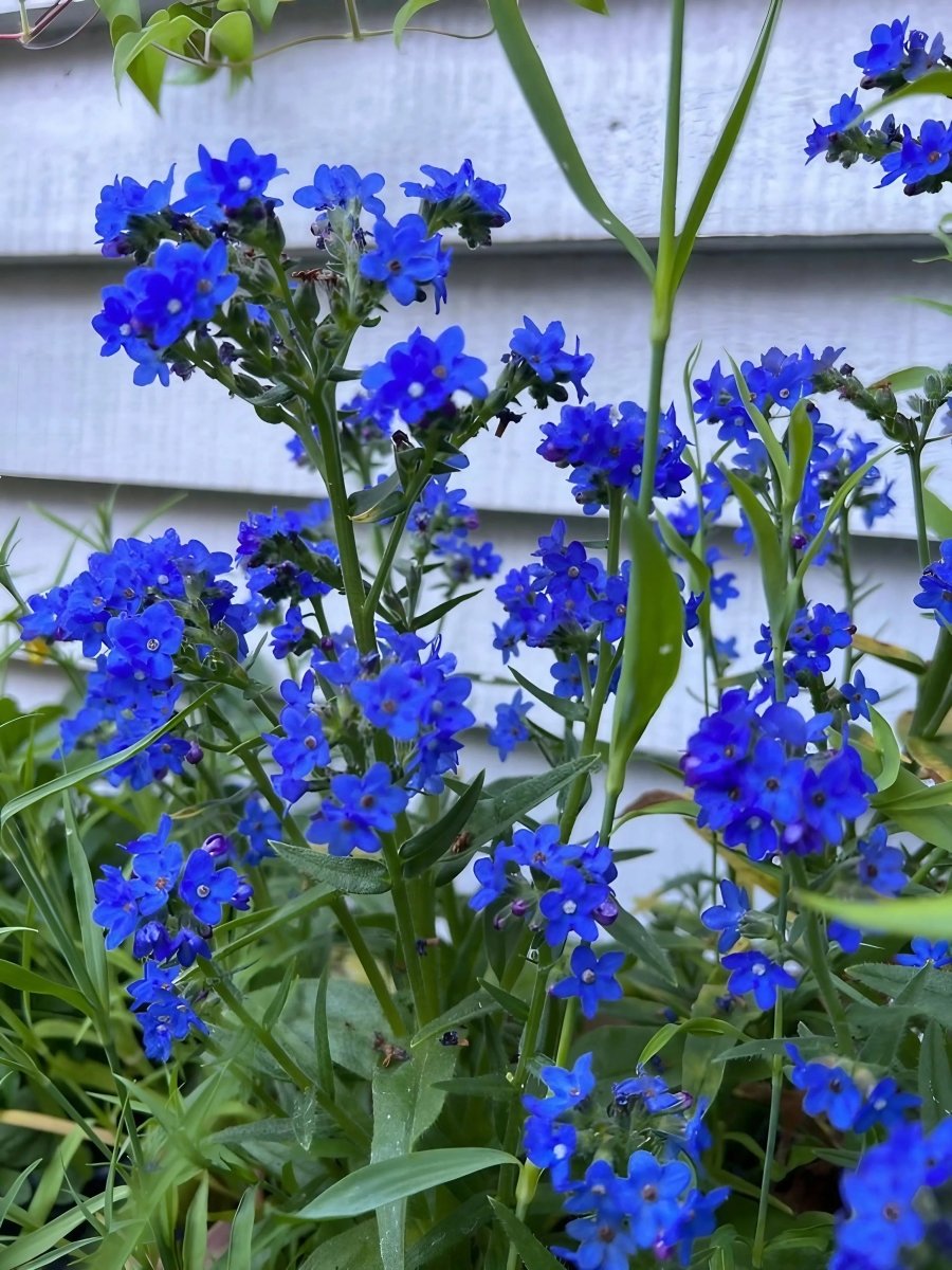 Anchusa Blue Angel - Dandys Landscape Supplies
