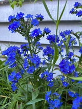 Anchusa Blue Angel - Dandys Landscape Supplies