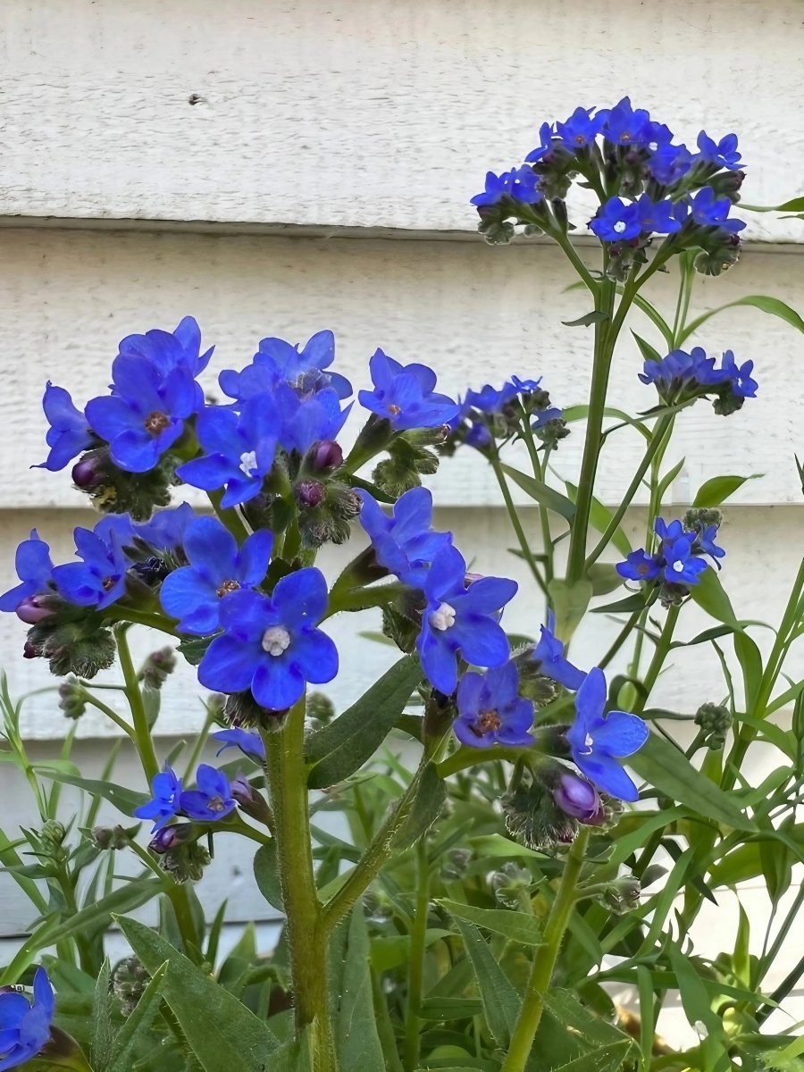 Anchusa Blue Angel - Dandys Landscape Supplies
