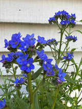 Anchusa Blue Angel - Dandys Landscape Supplies