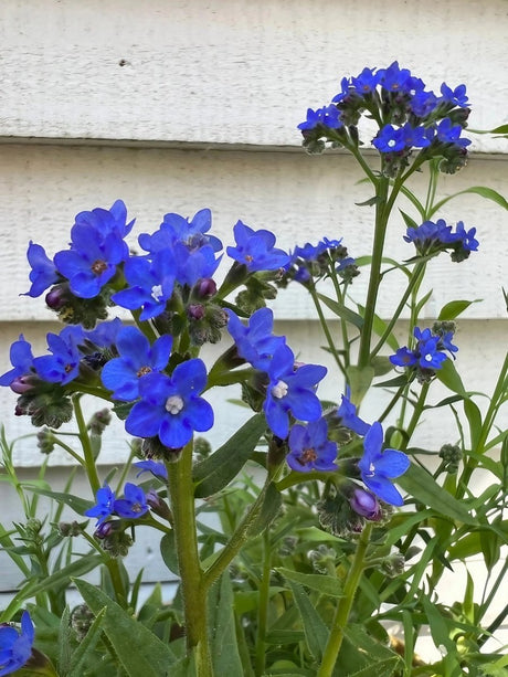 Anchusa Blue Angel - Dandys Landscape Supplies