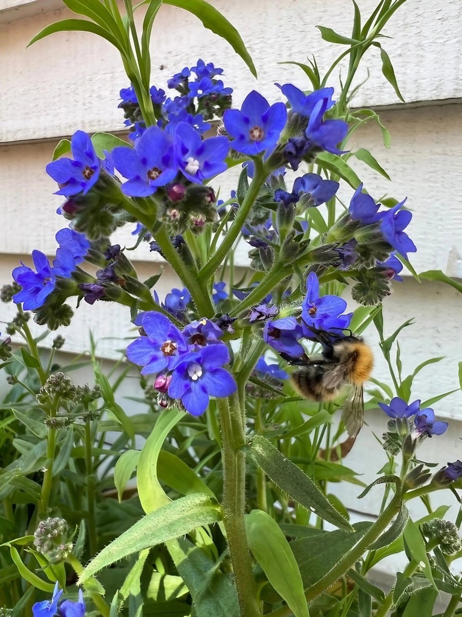 Anchusa Blue Angel - Dandys Landscape Supplies