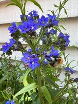 Anchusa Blue Angel - Dandys Landscape Supplies