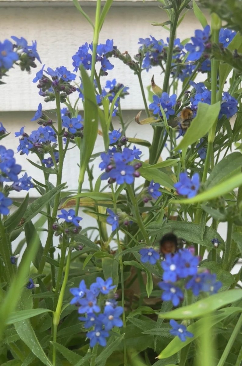 Anchusa Blue Angel - Dandys Landscape Supplies