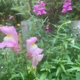 Antirrhinum Crown Mixed - Dandys Landscape Supplies