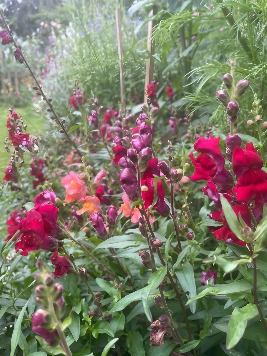 Antirrhinum Crown Mixed - Dandys Landscape Supplies