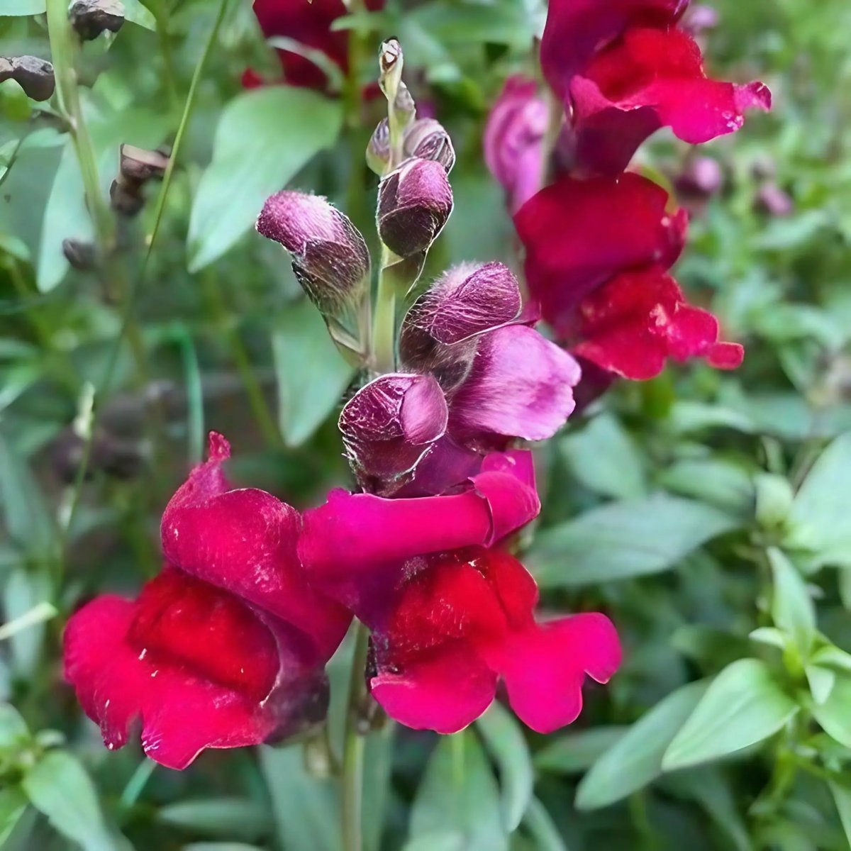 Antirrhinum Crown Mixed - Dandys Landscape Supplies