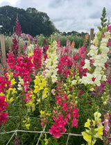 Antirrhinum Crown Mixed - Dandys Landscape Supplies