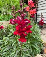 Antirrhinum Crown Mixed - Dandys Landscape Supplies