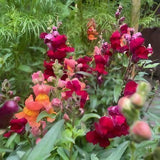 Antirrhinum Crown Mixed - Dandys Landscape Supplies