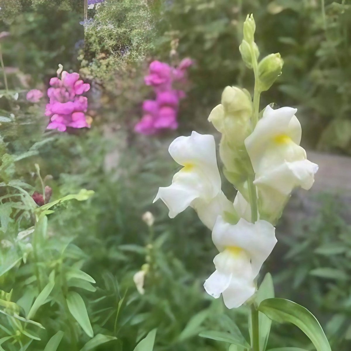 Antirrhinum Crown Mixed - Dandys Landscape Supplies