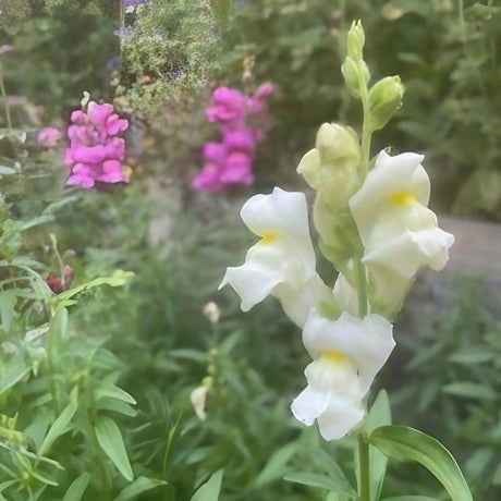 Antirrhinum Crown Mixed - Dandys Landscape Supplies