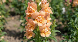 Antirrhinum DoubleShot Peach - Dandys Landscape Supplies