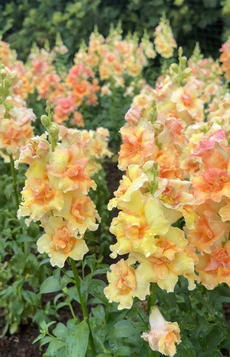 Antirrhinum DoubleShot Peach - Dandys Landscape Supplies