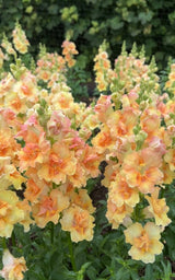 Antirrhinum DoubleShot Peach - Dandys Landscape Supplies