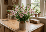 Antirrhinum Lucky Lips - Dandys Landscape Supplies