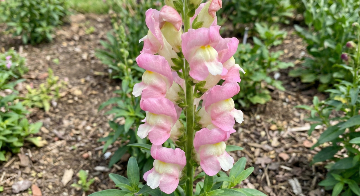 Antirrhinum Sweet Duet Apple Blossom - Dandys Landscape Supplies