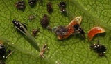 Aphid Midge - Dandys Landscape Supplies