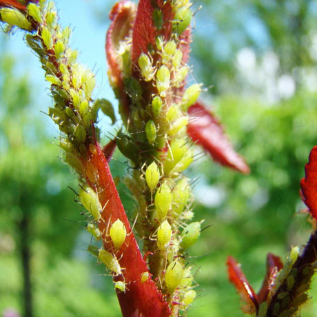 Aphid Midge - Dandys Landscape Supplies