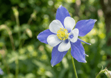 Aquilegia Columbine Blue - Dandys Landscape Supplies