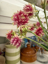 Aquilegia Nora Barlow - Dandys Landscape Supplies