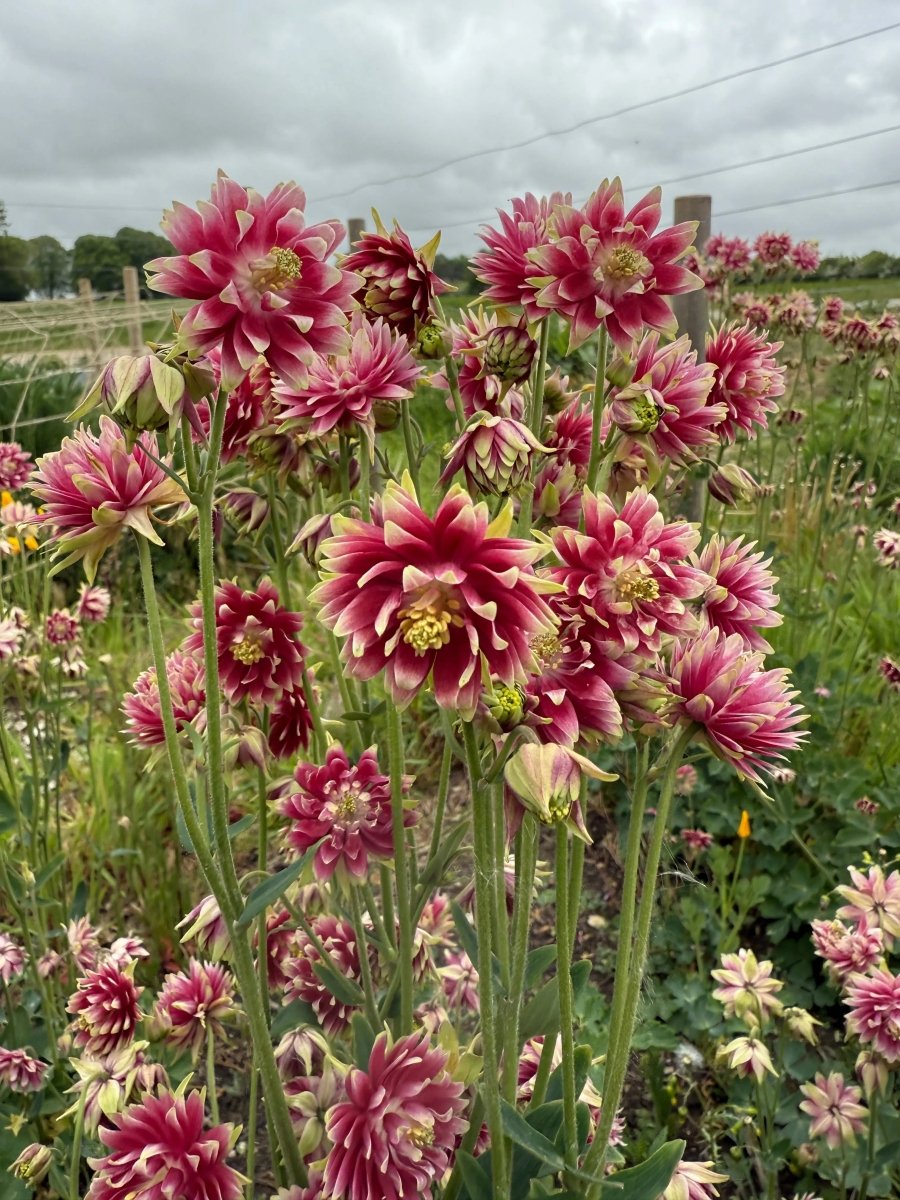 Aquilegia Nora Barlow - Dandys Landscape Supplies