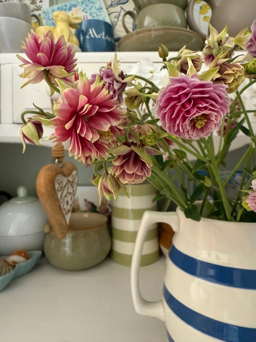 Aquilegia Nora Barlow - Dandys Landscape Supplies