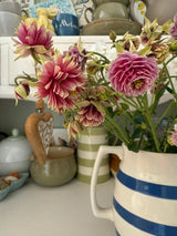 Aquilegia Nora Barlow - Dandys Landscape Supplies