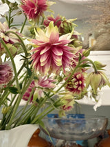 Aquilegia Nora Barlow - Dandys Landscape Supplies