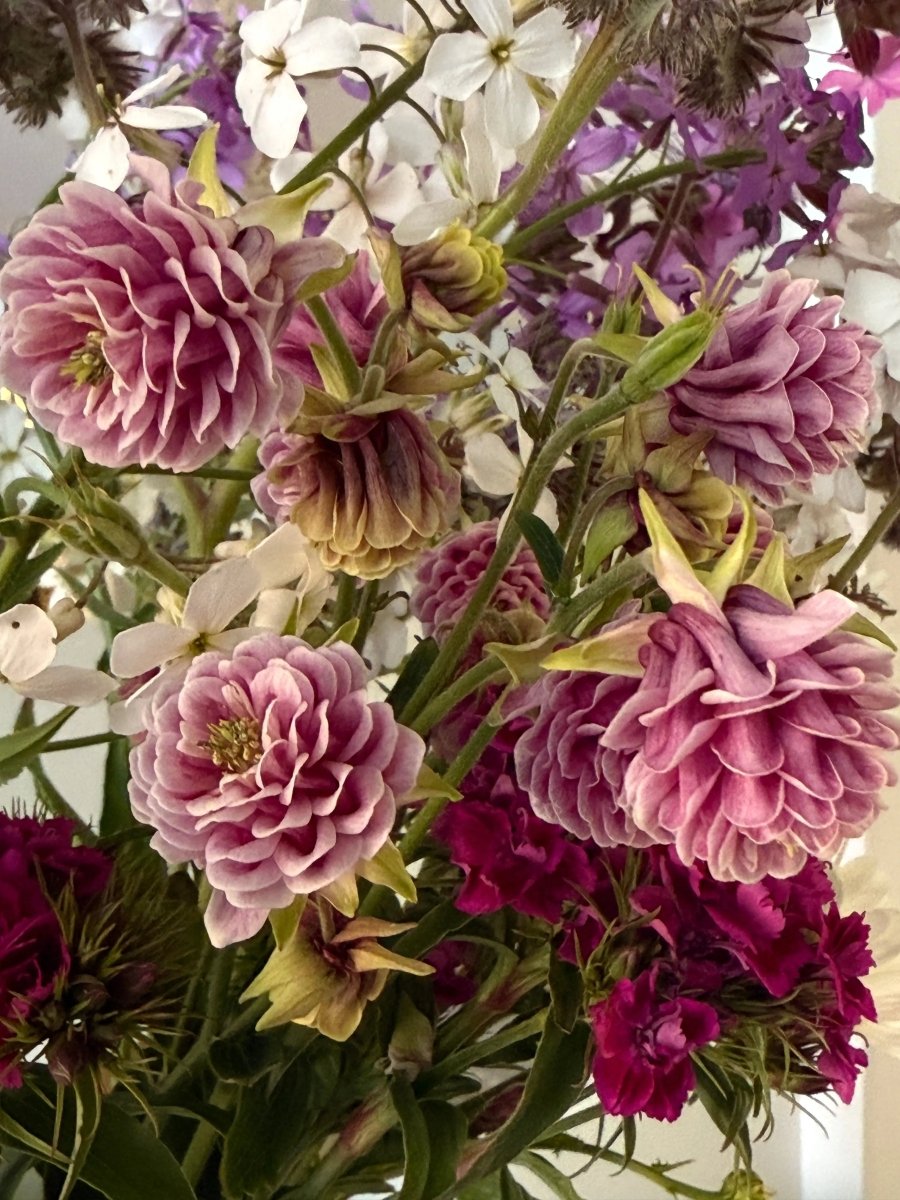 Aquilegia Nora Barlow - Dandys Landscape Supplies