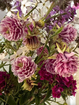 Aquilegia Nora Barlow - Dandys Landscape Supplies