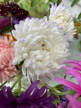 Aster Duchess Mixed - Dandys Landscape Supplies